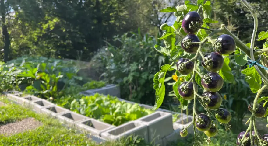 Dunkle, reife Tomaten hängen an einem Strauch. Im Hintergrund wächst Gemüse in Hochbeeten. Diese guten Nachbarn Tomaten sind bald erntereif.