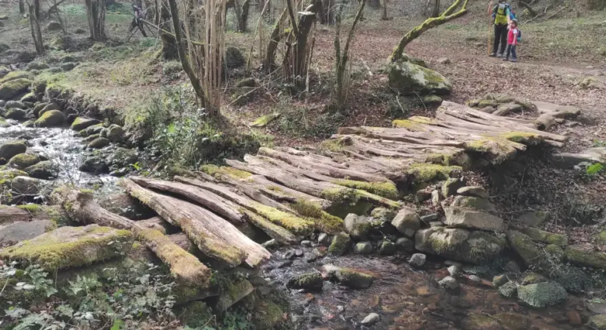 Puente rústico de troncos cubiertos de musgo en la ruta canal de las tejeras. Un arroyo fluye bajo él, rodeado de rocas y vegetación.