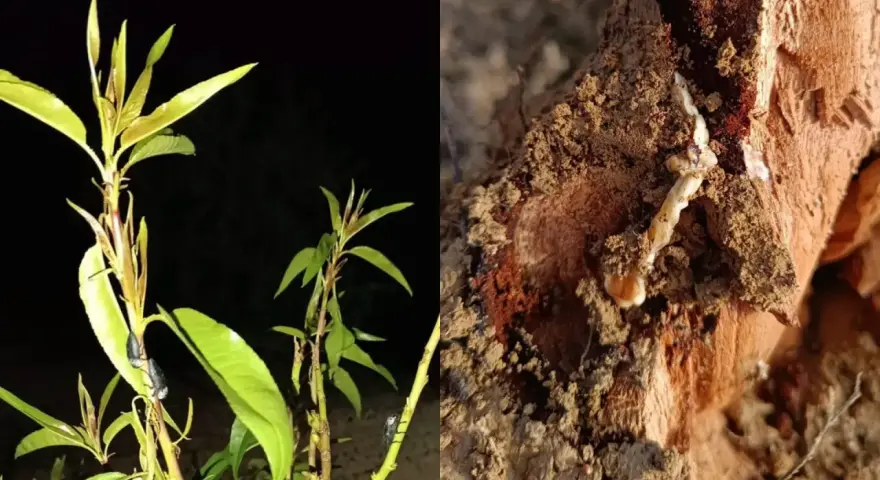 Planta con insectos y un gusano cabezudo saliendo de la madera. ¿Cómo matarlos?