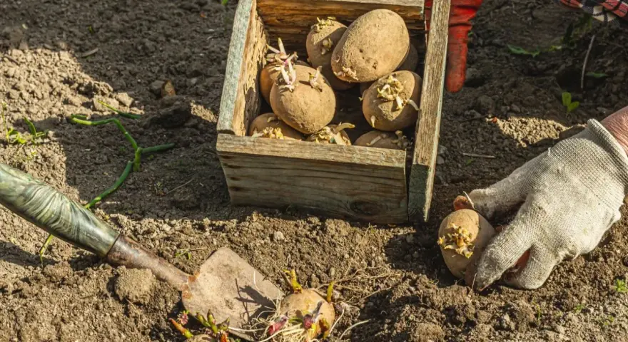 Ręce w rękawiczkach sadzą ziemniaki z kiełkami do ziemi. Skrzynka z ziemniakami i łopatka obok. Idealny czas, kiedy sadzić ziemniaki, to wiosna.