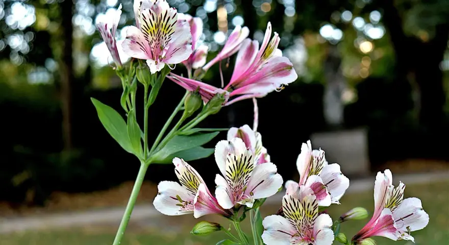 Delikatny kwiat alstroemeria w odcieniach bieli i różu, z czarnymi prążkami, kwitnie na tle rozmytego ogrodu.
