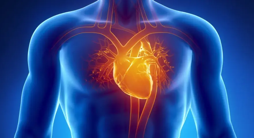Anatomical illustration of a human torso showing a glowing yellow heart and blood vessels against a blue background.