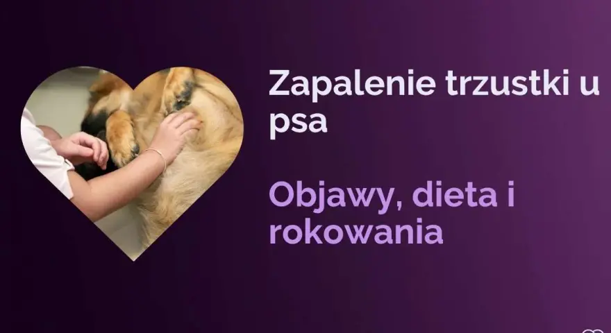 Zapalenie trzustki u psa: objawy, dieta i rokowania. Dowiedz się, ile się żyje z przewlekłym zapaleniem trzustki u psa.