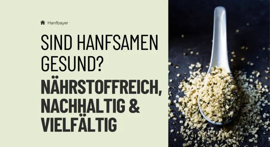 Sind Hanfsamen gesund? Ja, sie sind nährstoffreich, nachhaltig und vielseitig. Auf einem Löffel liegen Hanfsamen.