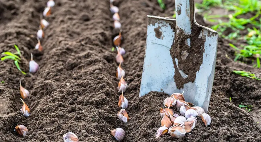 Semina l'aglio seguendo il calendario lunare di febbraio. Una pala è pronta per piantare gli spicchi nel terreno fertile.