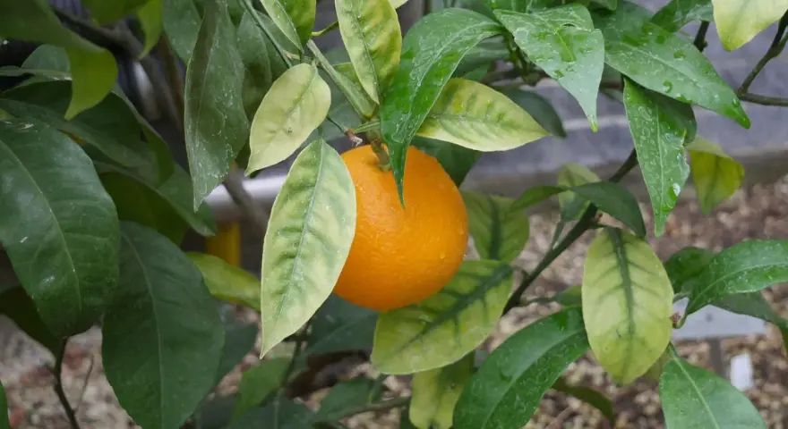Reife Orange am Zweig, umgeben von grünen und gelblichen Blättern. Die feuchten Blätter deuten auf gute Orangensaftpflege hin.