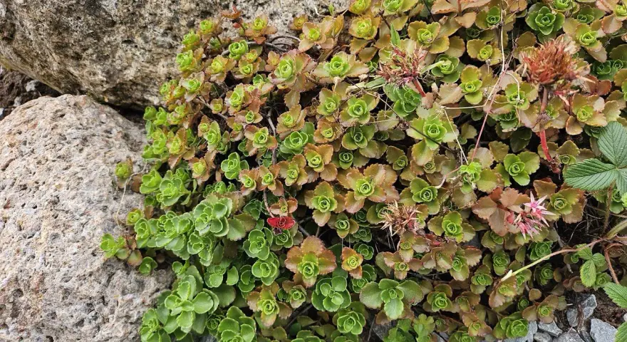 Kaukasiskt fetblad växer tätt intill stenar, med gröna och bronsfärgade blad. Några små rosa blommor syns.