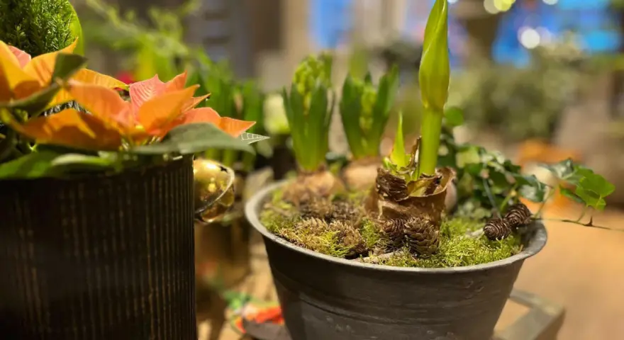 Växter i kruka, med en amaryllis som börjar slå ut. Julblommor i kruka som skapar en mysig julstämning.