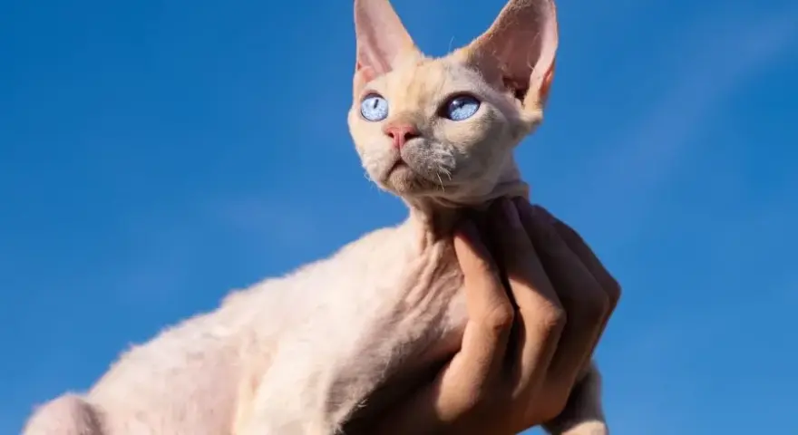 Devon Rex cena bez rodowodu – poznaj ceny i co wpływa na koszt