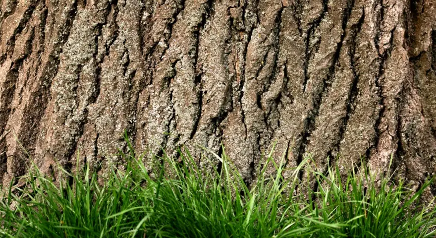 Szorstka kora dębu, jak naturalna apteka, otacza zieloną trawę.