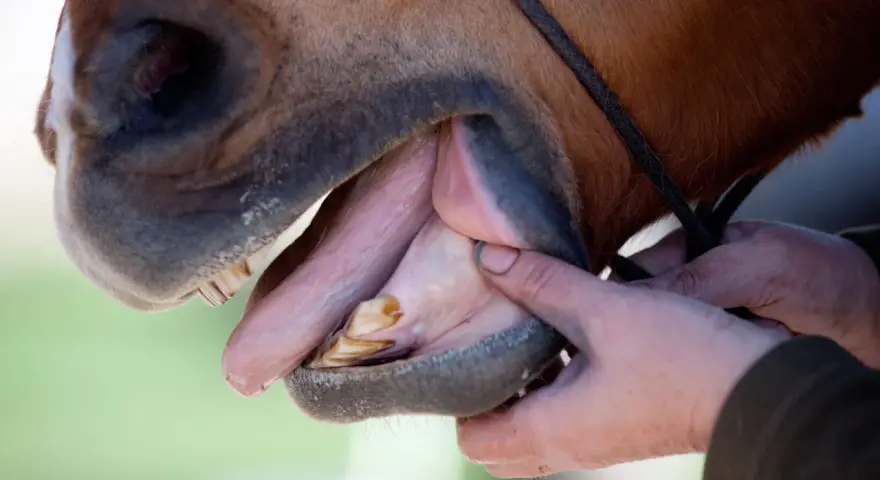 Examen de la dent de cheval par un vétérinaire. La bouche est ouverte, révélant les molaires et incisives.