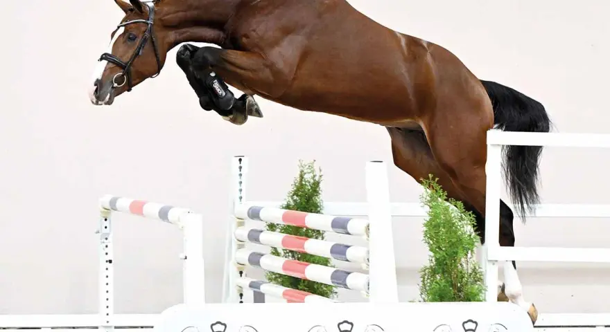Un magnifique cheval brun saute une barrière, tel un candy de Nantuel en plein vol.