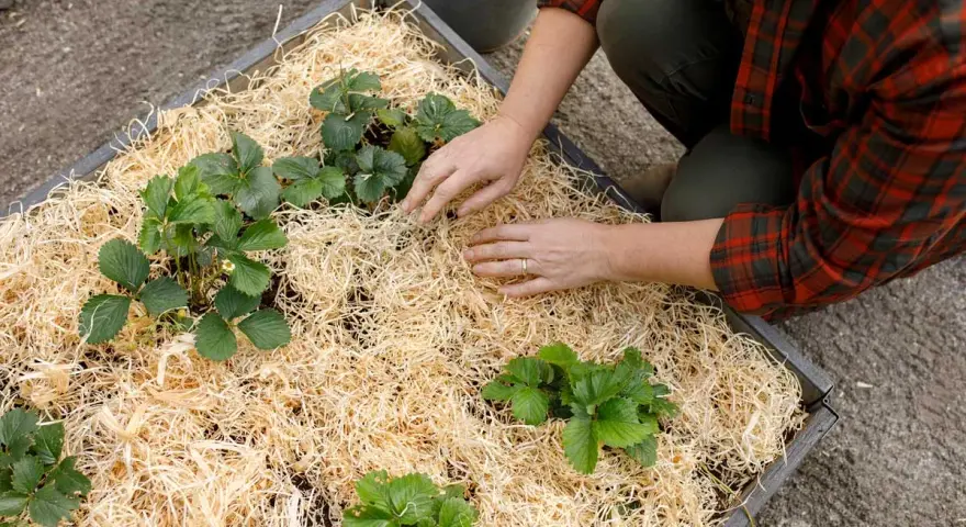Händer som försiktigt lägger halm runt nyplanterade jordgubbsplantor i en pallkrage. Snart dags för skörd!