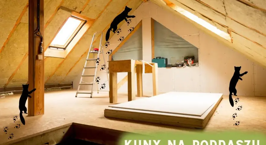Kuny na poddaszu, ślady łapek na ścianie i podłodze. Zastanawiasz się, co kuna robi w dzień? Pewnie eksploruje!
