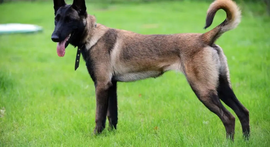 Owczarek belgijski malinois, pies policyjny, gotowy do akcji na zielonej trawie.