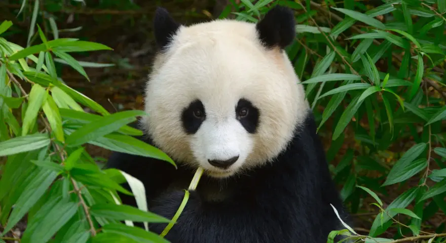 Czy panda jest zagrożona wyginięciem? Oto prawda o jej statusie ochrony