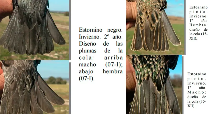 Estornino negro, invierno, 2º año. Diseño de plumas de cola: macho arriba (07-I); hembra abajo (07-I).