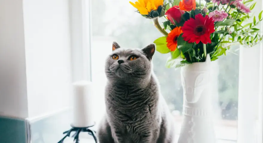 En grå katt sitter vid ett fönster bredvid en vas med blommor. En gullranka katt som spanar ut.