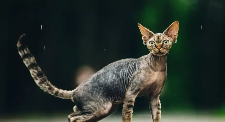 Dorosły Devon Rex: Co musisz wiedzieć o jego charakterze i pielęgnacji