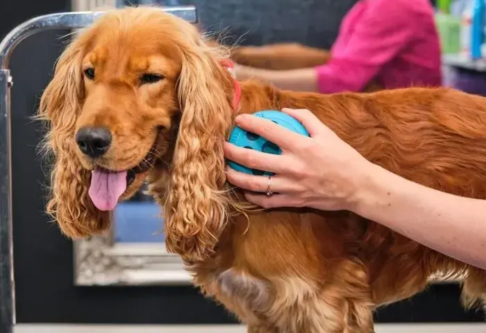 Cocker spaniel czy gubi sierść? Oto co musisz wiedzieć o linieniu