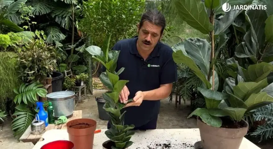 Hombre cuidando un ficus lyrata, una planta de interior popular por sus grandes hojas.