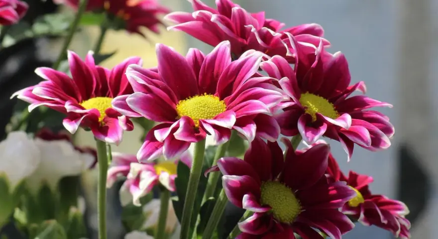 Un ramo de vibrantes flores de verano exterior, con pétalos magenta y bordes blancos, y centros amarillos brillantes.