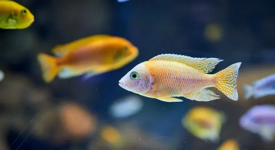 Bunte Fische im Aquarium, ein Beispiel für adaptive Radiation, schwimmen im dunklen Wasser.