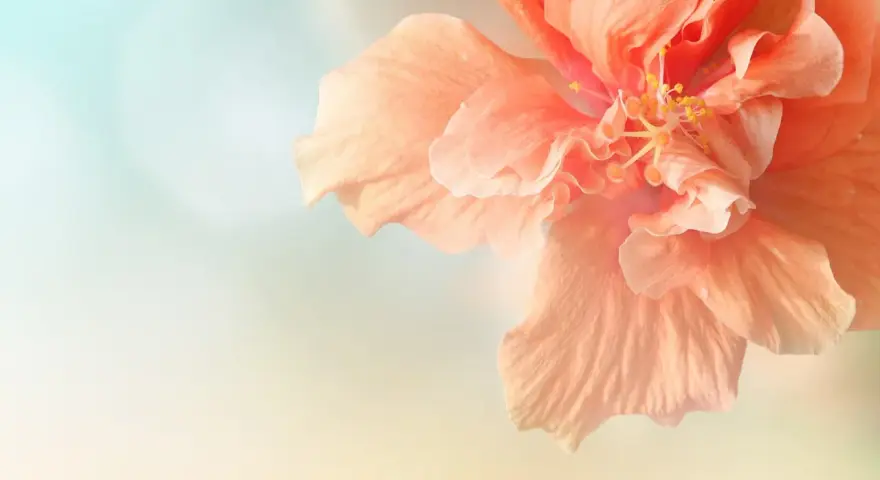 Delikatny, brzoskwiniowy hibiskus. Pielęgnacja tej rośliny jest prosta, a efekt zachwyca.
