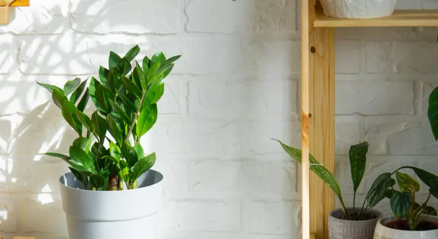 Zamioculcas verde brillante in vaso bianco, su sfondo di mattoni bianchi illuminati dal sole. Questa pianta può stare fuori, prosperando in luce indiretta.