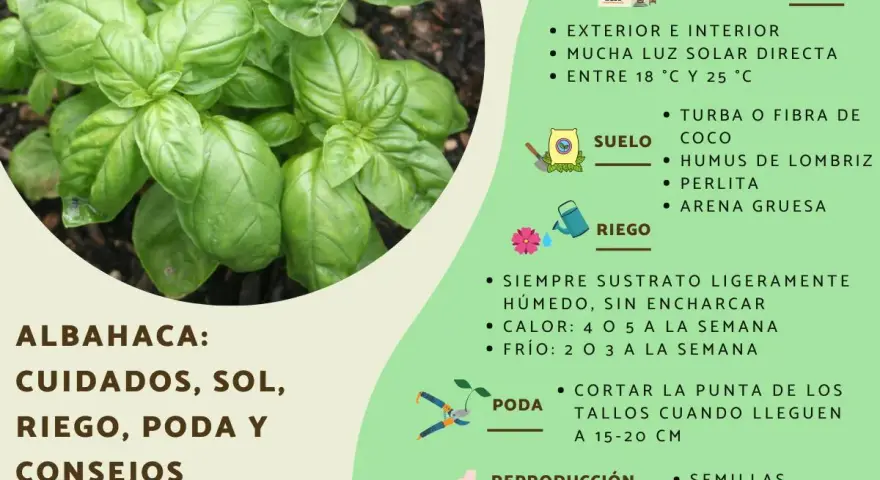 Albahaca: cuidados, sol, riego y poda. Consejos para cultivar esta hierba aromática en casa.