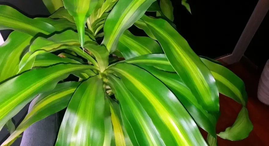 Dracena z zielono-żółtymi liśćmi. Dowiedz się, jak dbać o tę roślinę, by pięknie rosła.