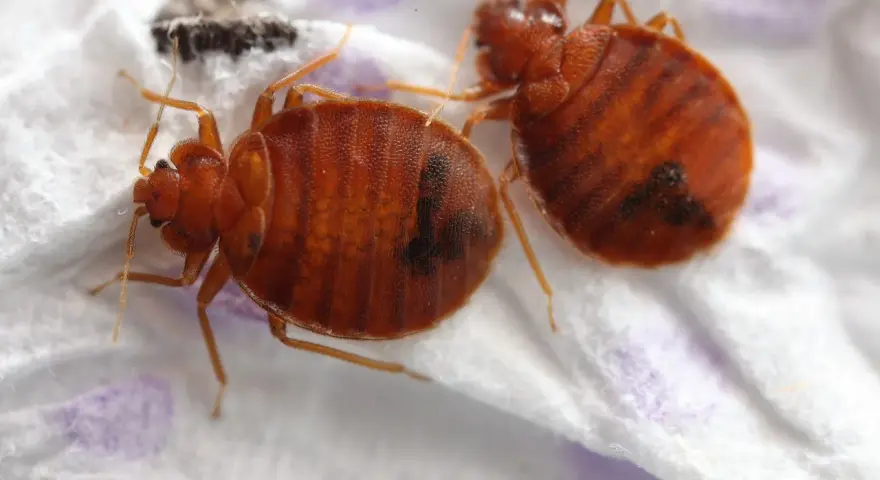 Dos chinches de cama marrones y ovaladas, con rayas oscuras, sobre una superficie blanca. Aprende cómo eliminar chinches.