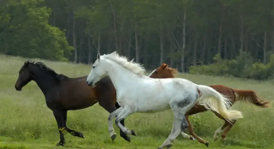 Trois chevaux, un noir, un blanc et un bai, galopent dans un pré verdoyant. La **vitesse d'un cheval au galop** est capturée dans ce mouvement dynamique.