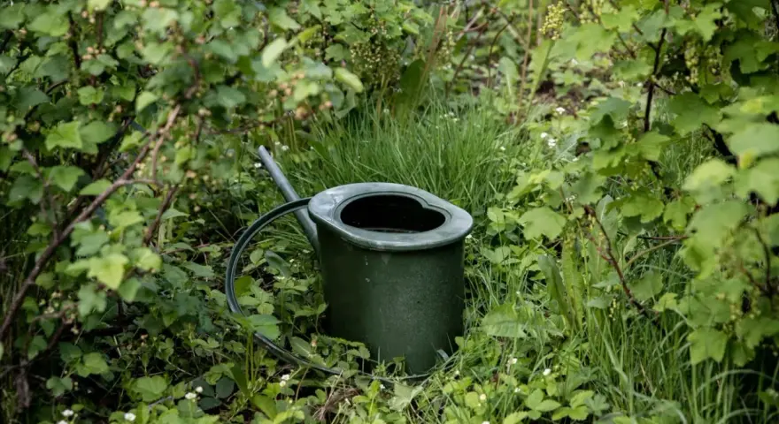 En grön vattenkanna står i frodig grönska. Frågan är hur ofta vattna med guldvatten för att få så här fina växter.