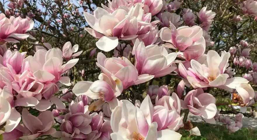 Kwitnąca magnolia w odcieniach różu i bieli. Wiosną warto dowiedzieć się, jak sadzić magnolie, by cieszyć się tym widokiem.