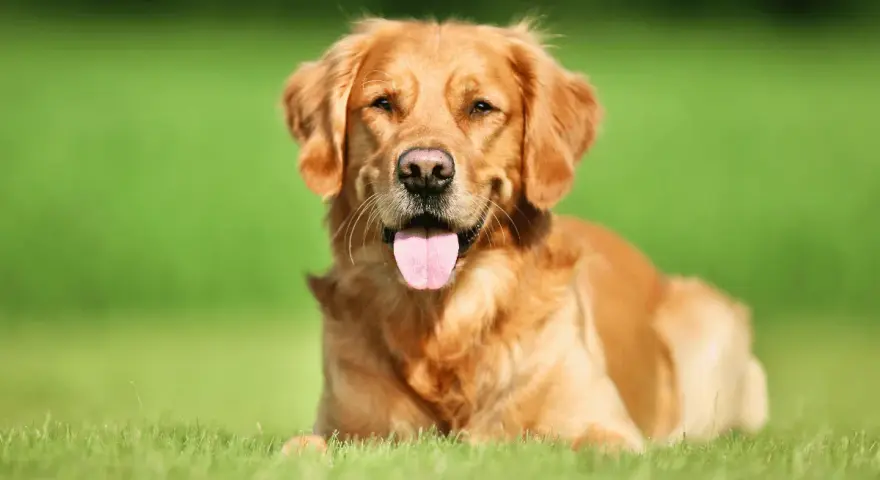 Jaką karmę dla golden retrievera wybrać, aby uniknąć problemów zdrowotnych?