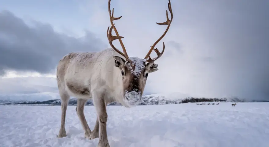 Un reno cubierto de nieve mira a la cámara en un paisaje nevado. Otros animales de la nieve pastan en la distancia.