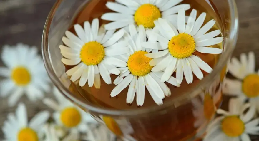 Ein Glas mit kamillentee stillzeit, darin schwimmen frische Gänseblümchen.