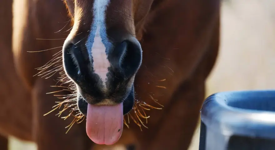 Gros plan sur le museau d'un cheval brun avec sa langue sortie, près d'un abreuvoir. Il boit peut-être pour reconstituer son electrolyte cheval.