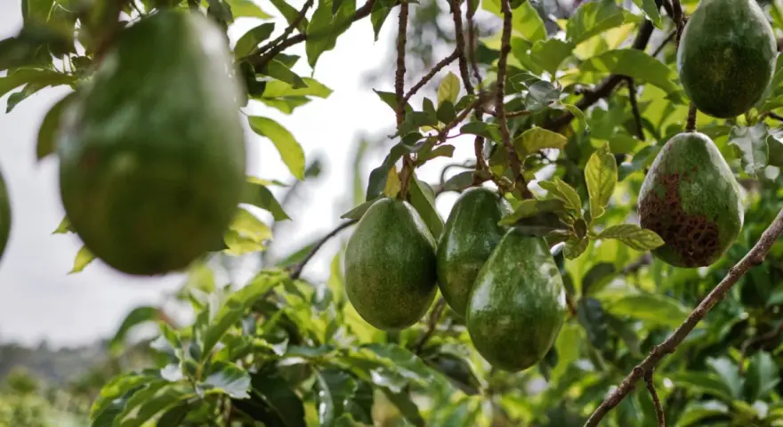 Gros fruits d'avocatier mûrissant sur une branche, certains avec des marques sur la peau.