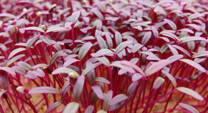 En tät matta av unga amarant blommor med röda stjälkar och lila blad som spirar fram.