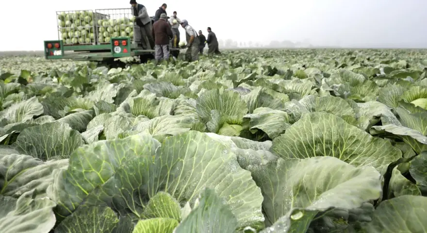 Feld voller Kohlköpfe, Erntehelfer laden Kohl auf einen Anhänger. Ein typisches Bild der Kohltage Dithmarschen.
