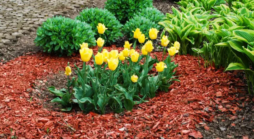 Bright yellow tulips bloom in a garden bed covered with vibrant red mulch, showcasing the best mulch for flower beds.