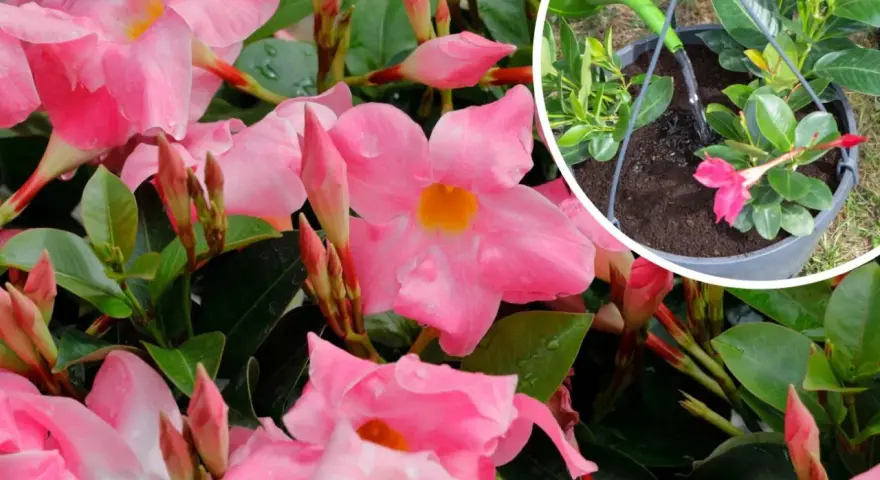 Kwiaty mandevilli w pełnym rozkwicie. W prawym górnym rogu widać konewkę podlewającą młodą roślinę, co sugeruje prawidłową mandevilla uprawę.