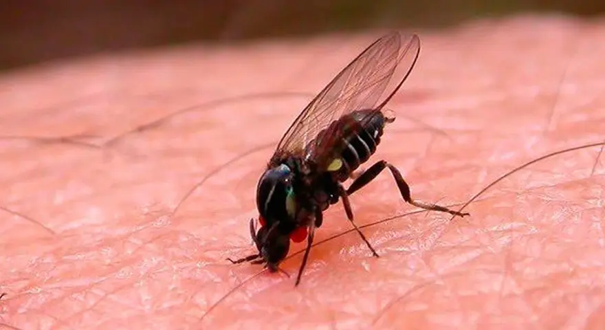 Mosca negra plaga, un insecto diminuto con alas transparentes y ojos rojos, se posa sobre la piel humana, buscando alimentarse.