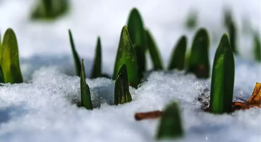 Zielone pędy przebijają się przez śnieg, zapowiadając wiosnę po zimowaniu. Lewizja zimowanie.