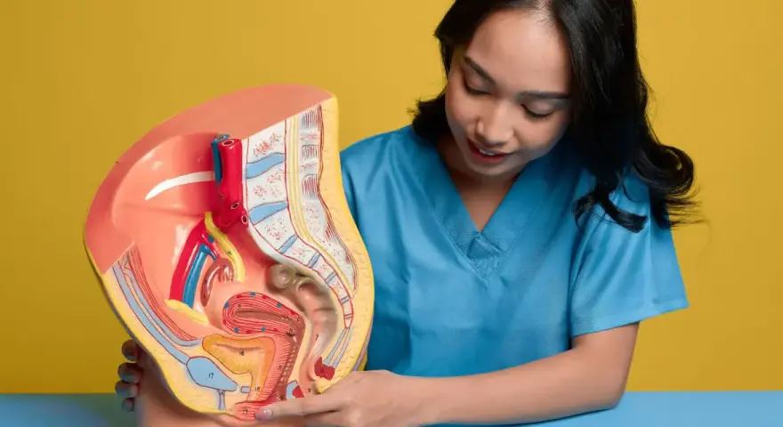 Model anatomiczny narządów rodnych kobiety, z zaznaczonym obszarem, który może być związany z bólem wargi sromowej.