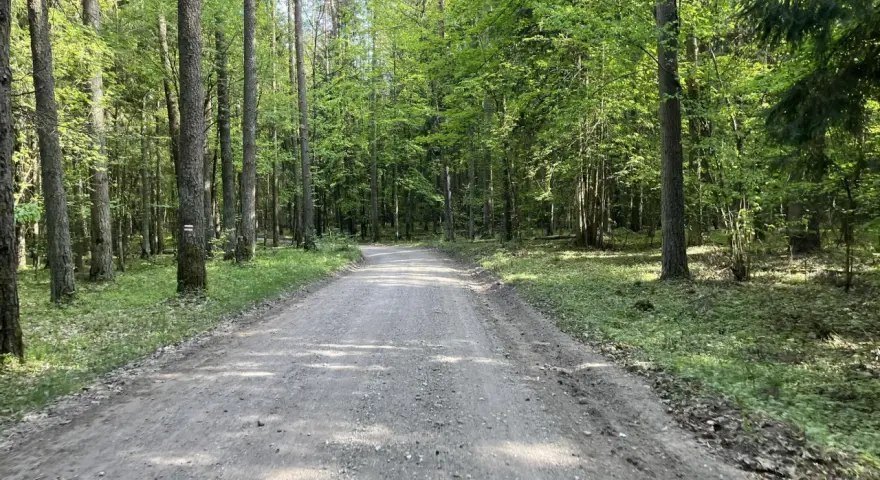 Droga przez las w Wigierskim Parku Narodowym. Słońce przebija się przez liście, oświetlając ścieżkę.