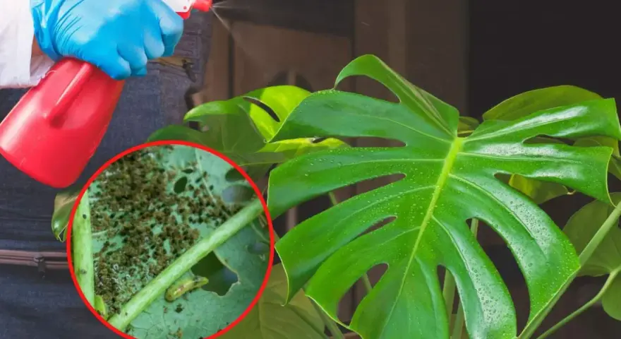Osoba w niebieskich rękawiczkach opryskuje monstera, na której liściach widać skupiska wciornastków.