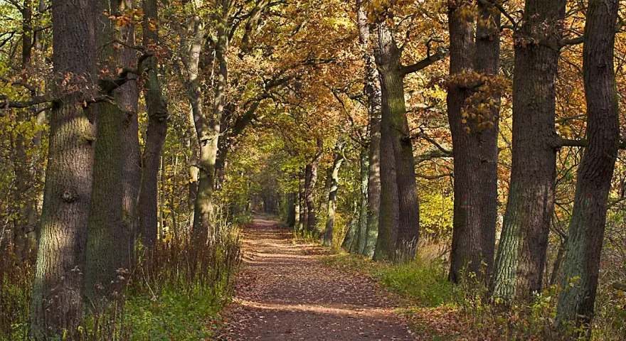 Waldweg im Herbst mit bunten Blättern und hohen Bäumen.